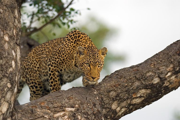 Zuid Afrika Balule Pondoro Game Lodge Luipaard WE (2).jpg - Jambo Safari Club